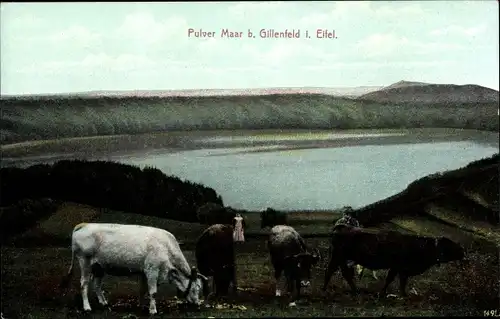 Ak Gillenfeld in der Eifel, Pulver Maar, Kühe, Frau