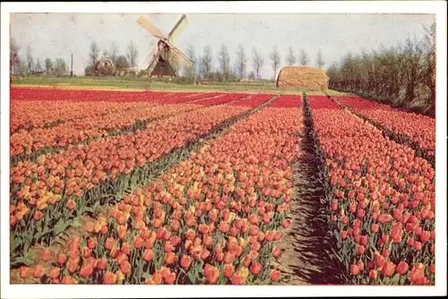 Ak Niederlande, Tulpenveld, Gen. de Wet, Blumenfeld, Windmühle