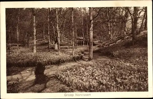 Ak Heemstede Nordholland, Internationale Voorjaars-Bloemententoonstelling 1925, Groep Narcissen