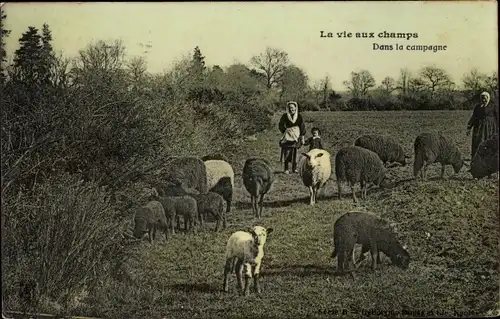 Ak La vie aux champs, dans la campagne, Schafe