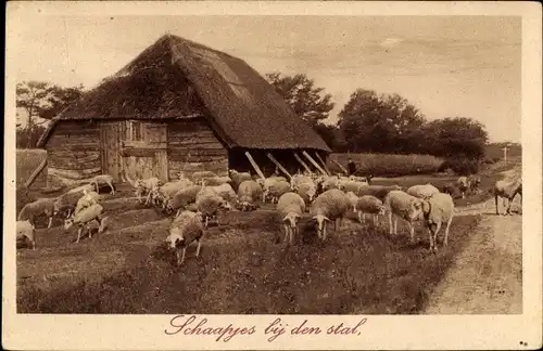 Ak Schafherde beim Stall