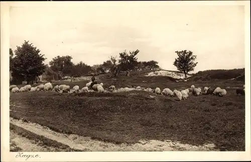 Ak Landschaft mit Schafherde