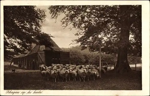 Ak Schapen op de heide, Schafherde, Stall