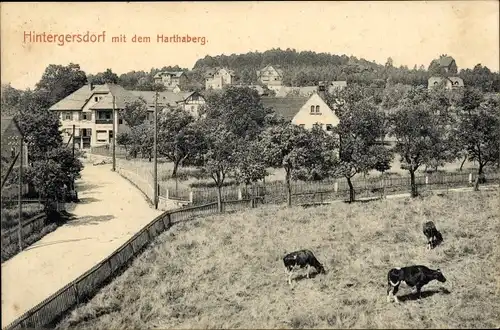 Ak Hintergersdorf Tharandt Sachsen, Teilansicht mit Harthaberg, weidende Kühe