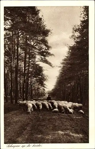 Ak Schapen op de heide, Schäfer mit Schafherde
