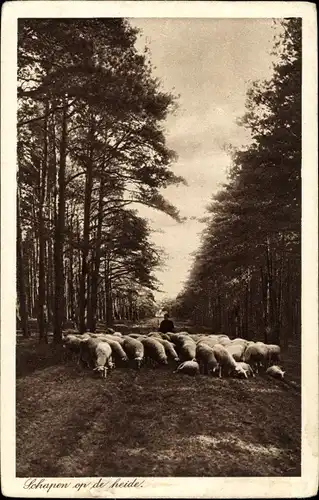 Ak Schapen op de heide, Schäfer mit Schafherde