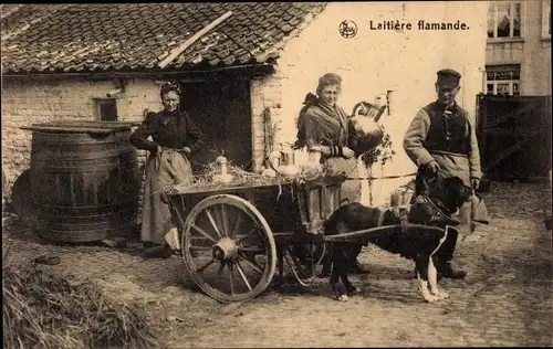 Ak Laitière flamande, Flämisches Milchmädchen, Zughund, Hundekarren