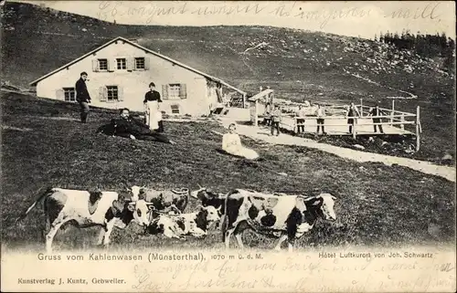 Ak Munster Münster Elsass Haut Rhin, Kahlenwasen, Münstertal, Kühe