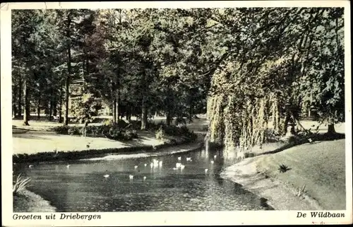 Ak Driebergen Utrecht Niederlande, De Wildbaan