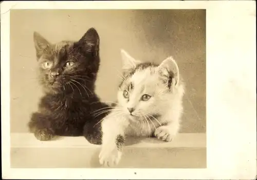Foto Ak Zwei junge Katzen