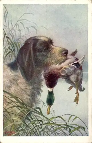 Künstler Ak Jagdhund mit Ente im Maul