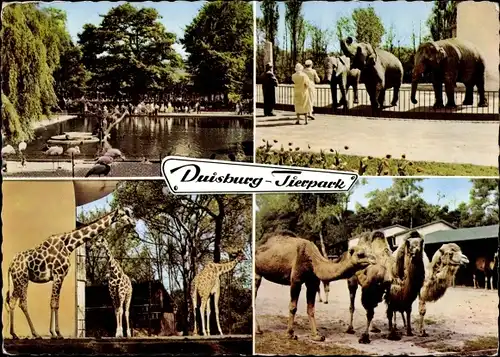 Ak Duisburg im Ruhrgebiet, Tierpark, Giraffen, Kamele, Elefanten