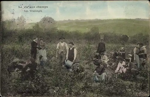 Ak La vie aux champs, Les Vendanges