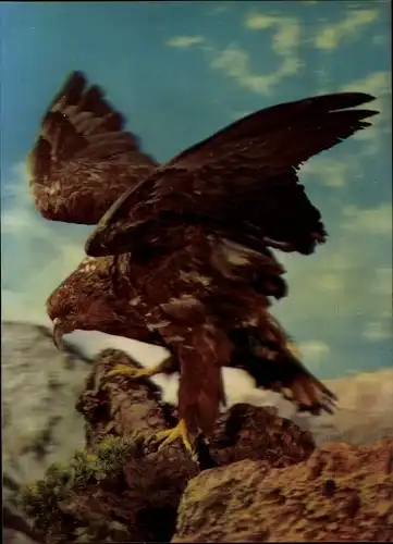 3 D Ak Adler auf Felsen