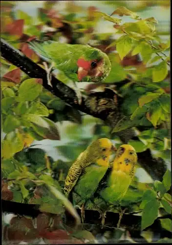 3 D Ak Wellensittiche und Papagei in einem Baum