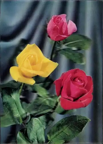 3-D Ak Roses, Rosen in drei Farben