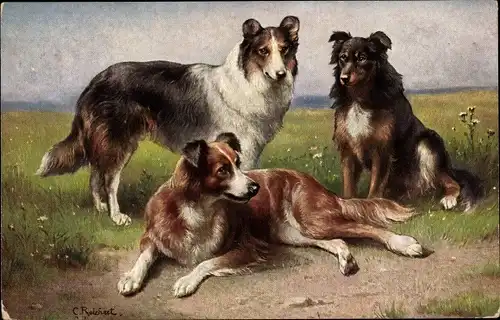Künstler Ak Reichert, C., Colleys, Schottische Schäferhunde, Collies