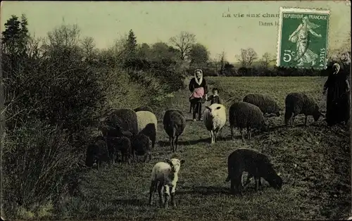 Ak La vie aux Champs, Schafe auf einer Wiese