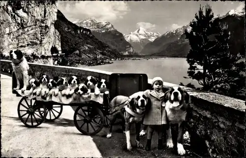 Ak Flüelen Kanton Uri Schweiz, St. Bernhard, Zwinger Zwing Uri