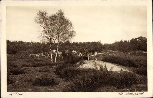 Ak De Lutte Overijssel, Het Lutterzand, Hund