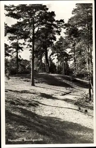 Ak Nunspeet Gelderland, Boschgezicht