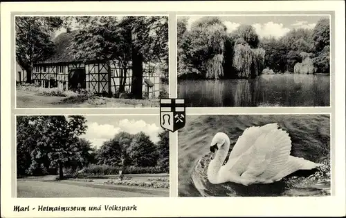 Ak Marl im Ruhrgebiet, Heimatmuseum, Volkspark, Wappen, Schwan, See