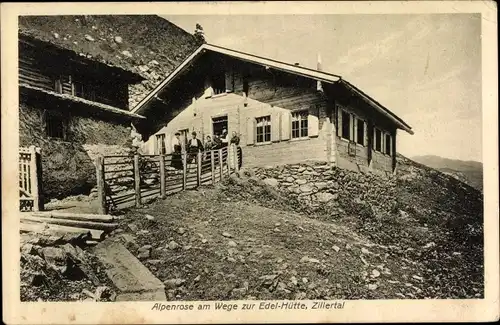 Ak Zillertal Tirol, Alpenrose am Wege zur Edel-Hütte