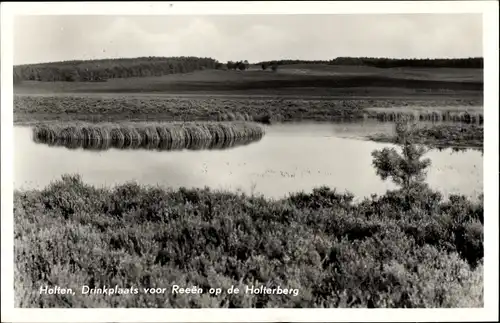 Ak Holten Overijssel Niederlande, Drinkplaats voor Reeen op de Holterberg