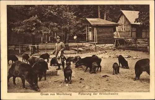 Ak Moritzburg Sachsen, Fütterung der Wildschweine