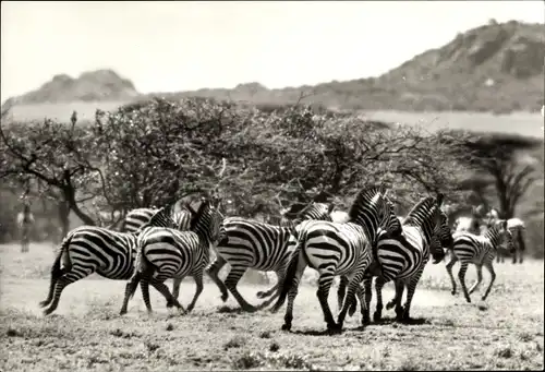 Ak Böhm-Zebras, Savanne