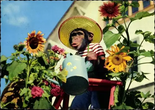 Ak Schimpanse gießt Blumen, Gartenarbeit, Blumenpflege, Sonnenblumen