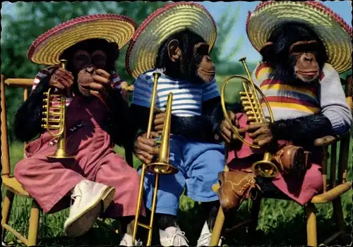 Ak Schimpansen in Kleidung mit Sombreros und Instrumenten, Trompete