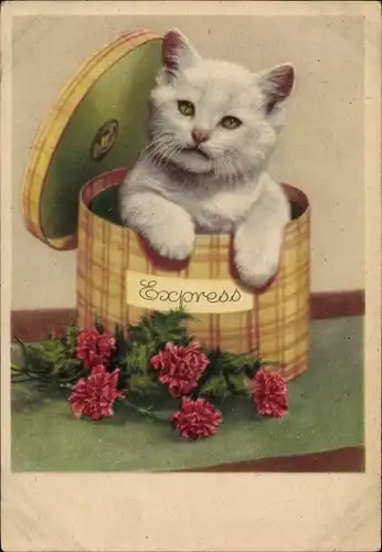 Ak Weiße Katze in einer Schachtel