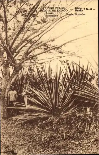 Ak Congo Belge DR Kongo Zaire, Agaves