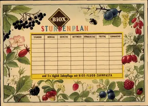 Stundenplan BIOX-Fluor-Zahnpasta. Zahnpflege, Waldbeeren, Hagebutte, Himbeere um 1950