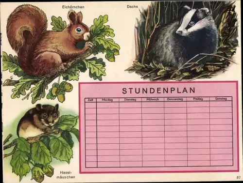 Stundenplan Tiere, Eichhörnchen, Dachs, Haselmäuschen um 1960