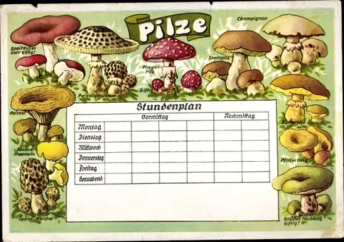 Stundenplan Pilze, Champignon, Steinpilz, Pfifferling, Fliegenpilz, Steinpilz um 1950