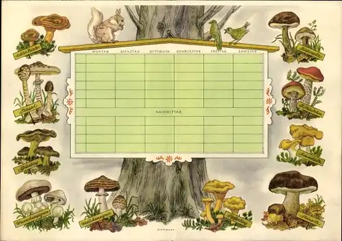 Stundenplan Sparkasse der Stadt Lüneburg, Eßbare Pilze, Pfifferling Steinpilz etc. um 1930