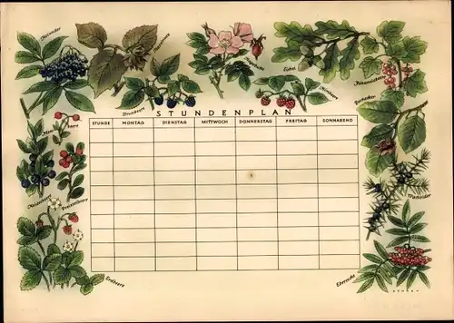 Stundenplan Wildfrüchte, Erdbeere Peiselbeere Heidelbeere Eichel um 1960