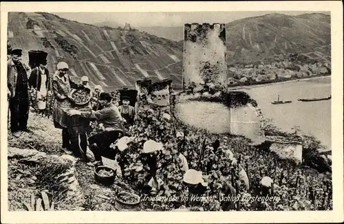Ak Traubenlese im Weingut Schloss Fürstenberg, Ernte