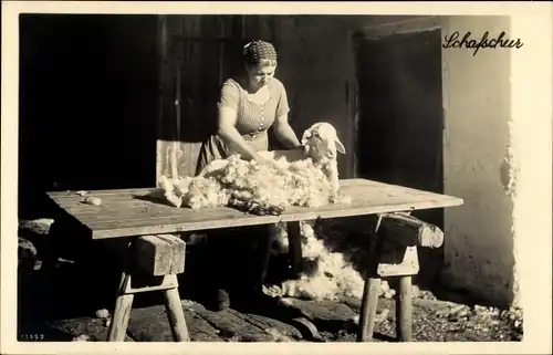 Ak Schafschur, Bäuerin schert ein Schaf, Tisch