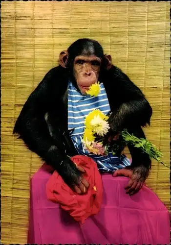 Ak Schimpanse mit Blumen, Kleidung