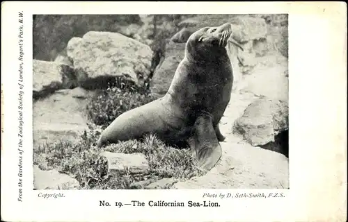 Ak The Californian Sea Lion, Robbe