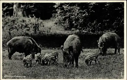 Ak Wildschweine auf einer Wiese