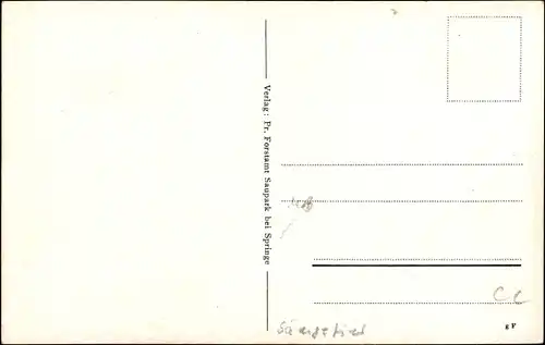 Ak Wildschweine auf einer Wiese