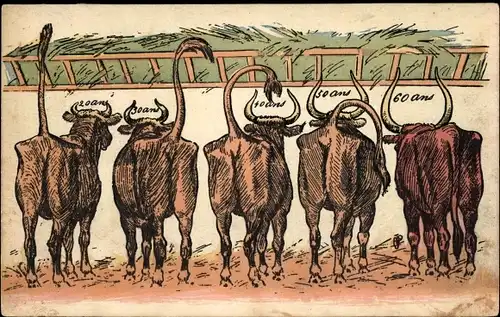 Ak Kühe im Kuhstall, Fütterung, Stroh