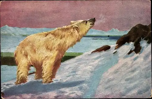 Ak Eisbär im Schnee