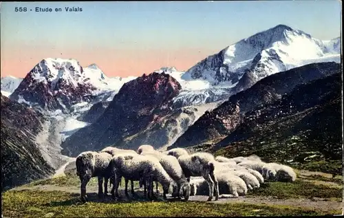 Ak Etude en Valais, Schafe, Berglandschaft