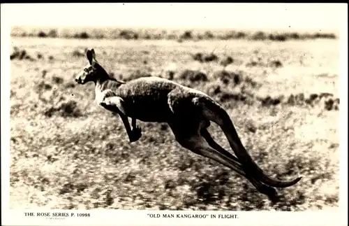 Ak Old man Kangaroo in Flight, Kängurus