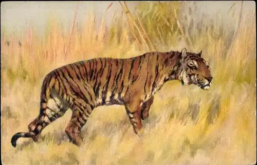 Ak Tiger schleicht durch die Savanne